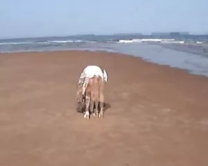 Reizender strauch po ...